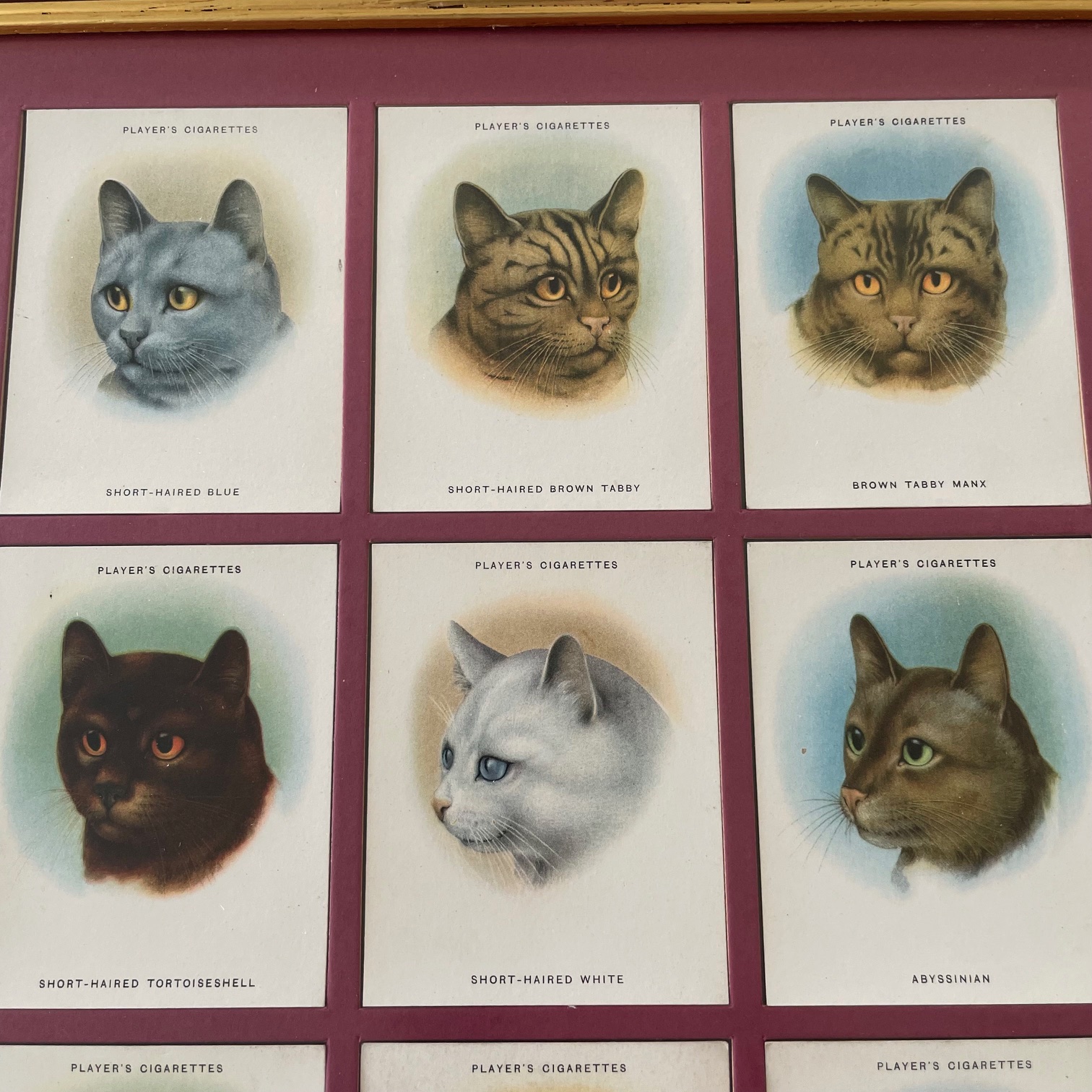 john players cat cards cats