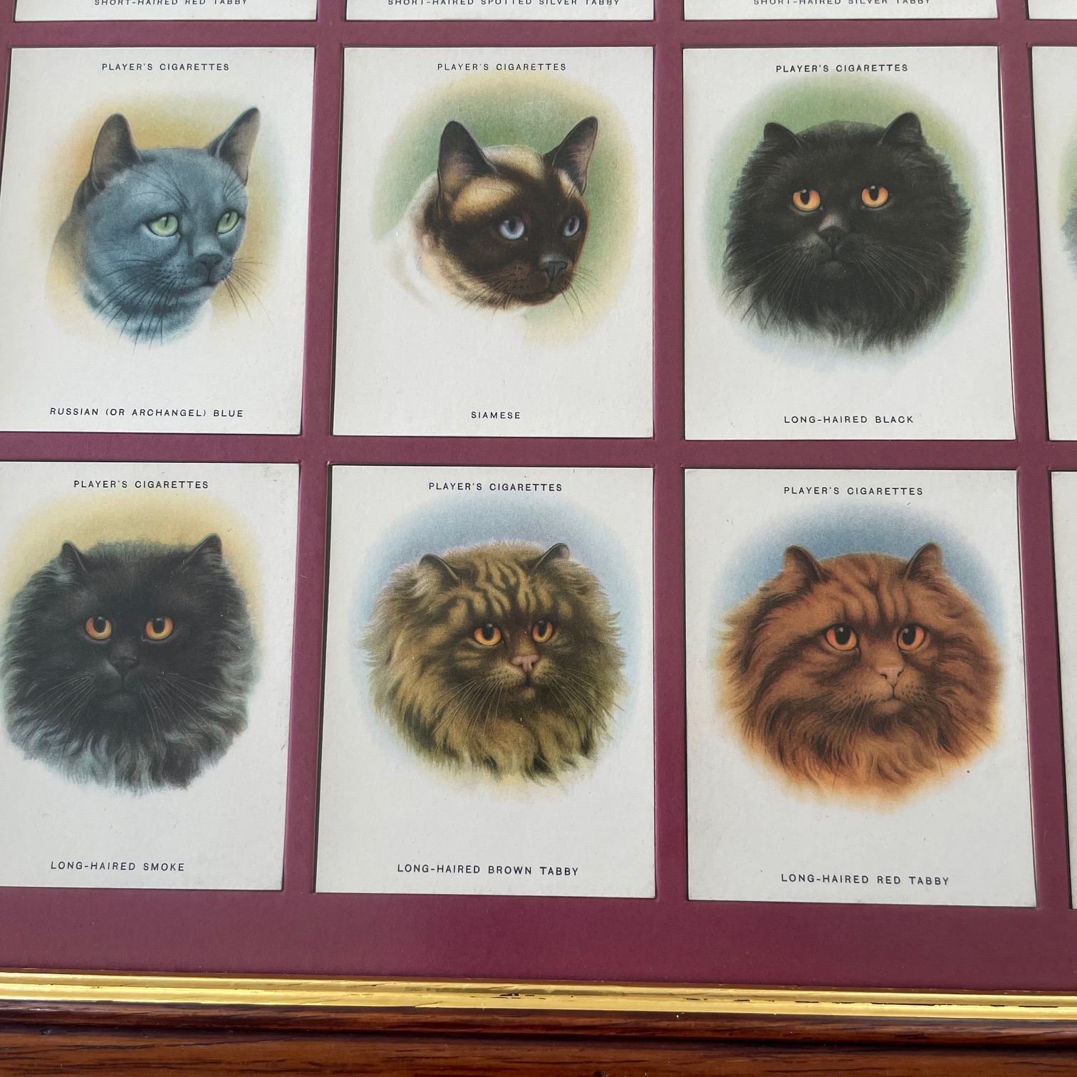 john players cat cards cats
