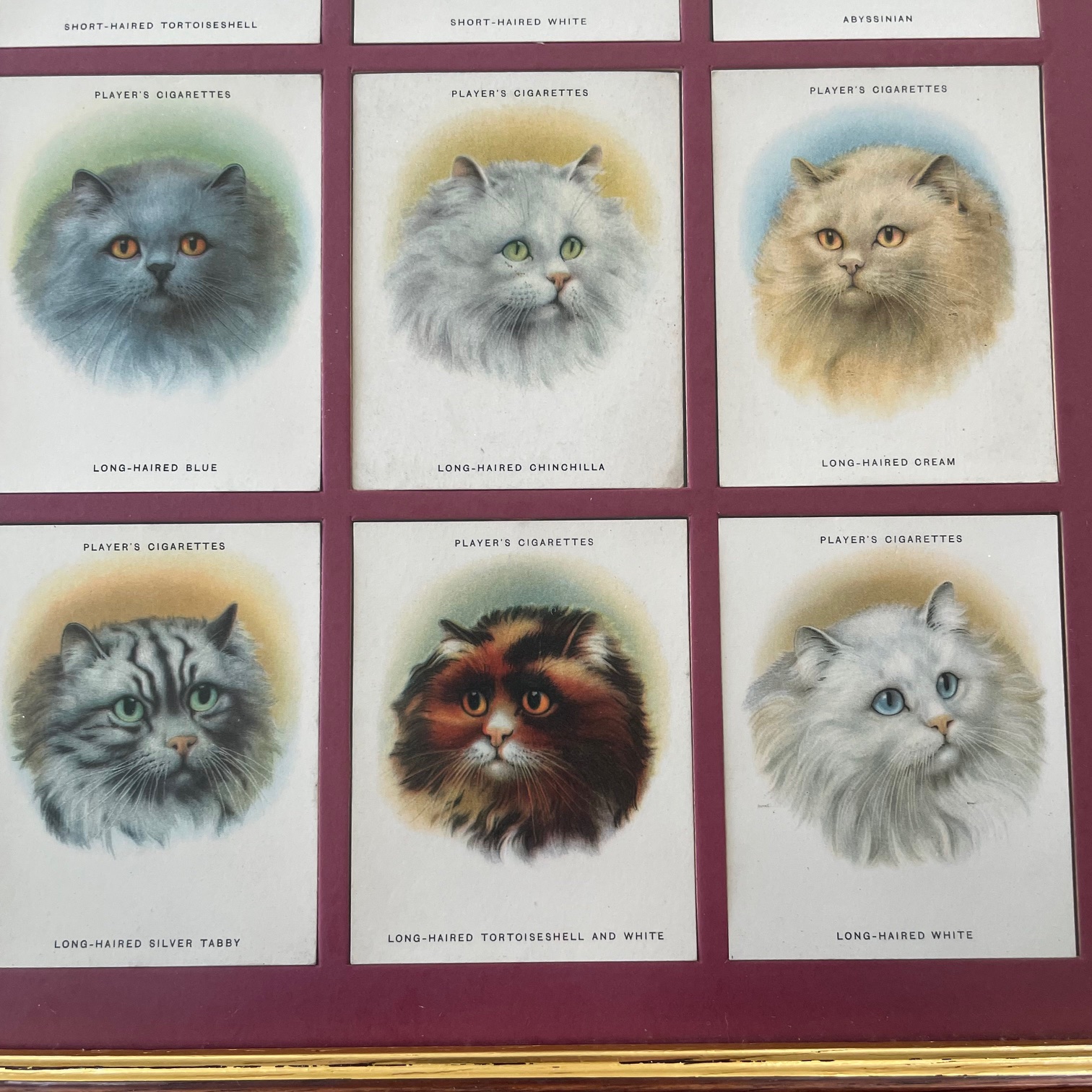 john players cat cards cats